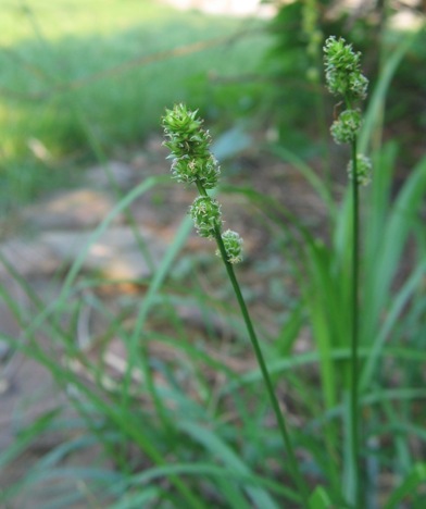 Carex curta