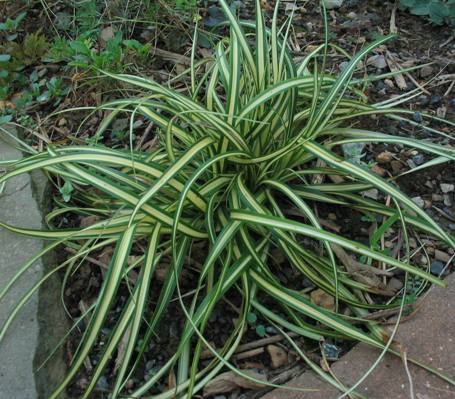 Carex oshimensis