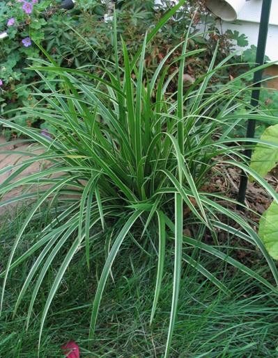 Carex morrowii 'Ice Dance'