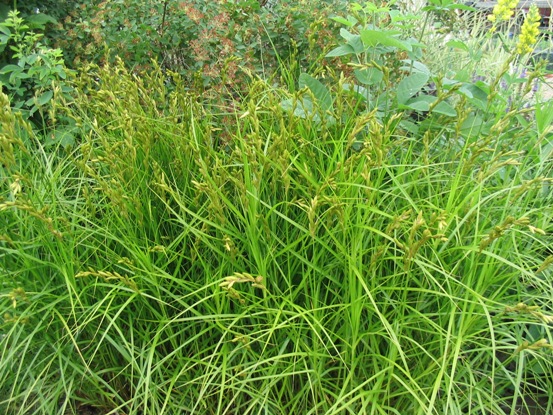 Carex muskingumensis 'Wachtposten'