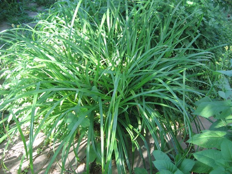 Carex pendula