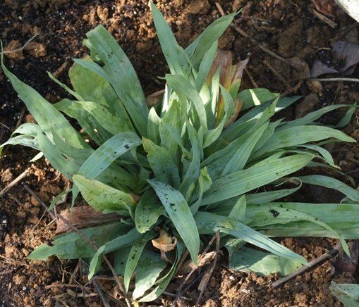 Carex platyphylla