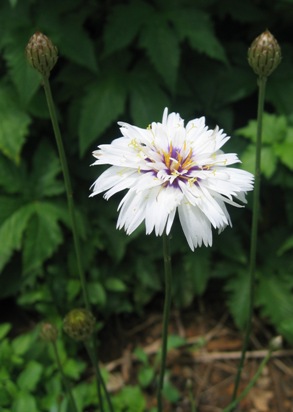 Catananche caerulea