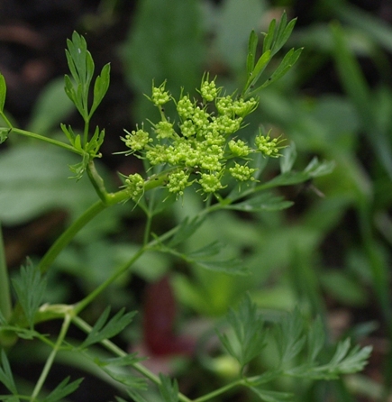 Baltic parsley