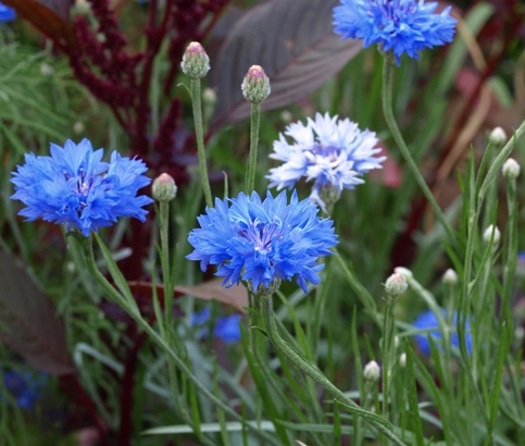 Centaurea cyanus