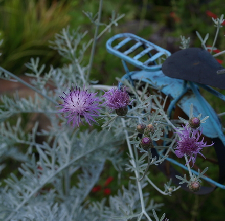 purple bush dusty miller