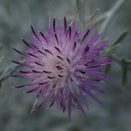 Centaurea gymnocarpa