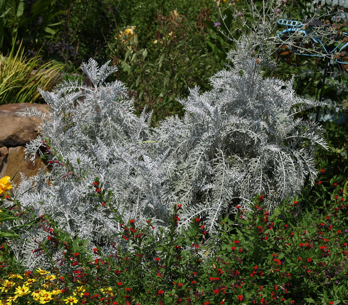 Centaurea gymnocarpa