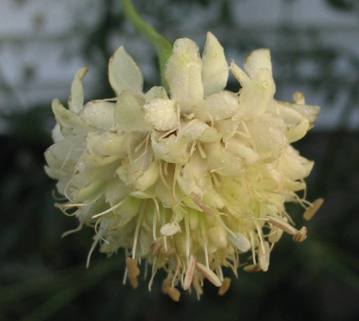 Cephalaria dipsacoides