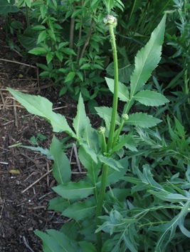 Cephalaria gigantea