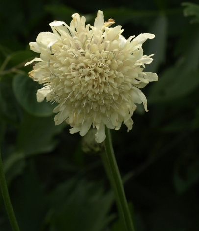 Cephalaria gigantea