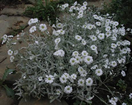 Cerastium tomentosum