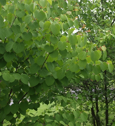 Cercidiphyllum japonicum