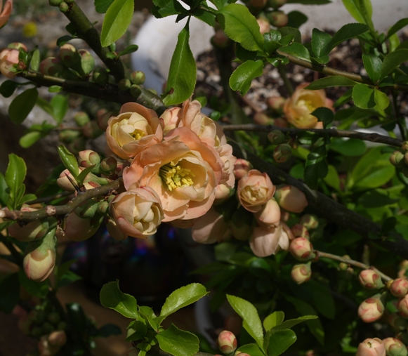 Chaenomeles 'Cameo'