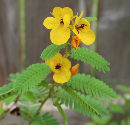 partridge pea