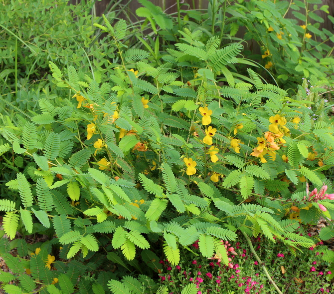 Chamaecrista fasciculata