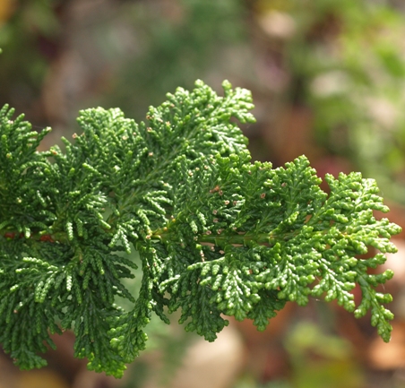 Chamaecyparis obtusa 'Filicoides'