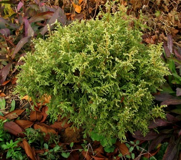 Chamaecyparis pisifera 'Snow'