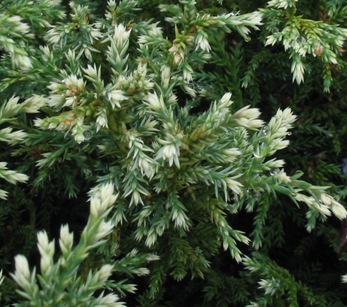 snow false cypress; sawara cypress