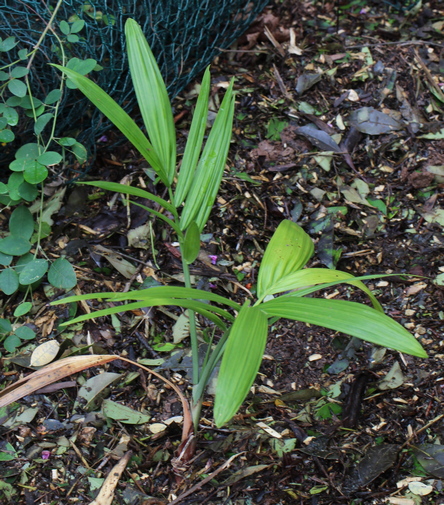 Chamaedorea radicalis