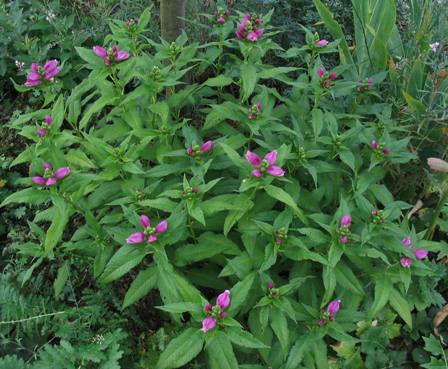 Chelone lyonii 'Hotlips'