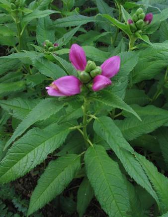 Chelone lyonii 'Hotlips'