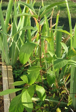 Chionanthus virginicus