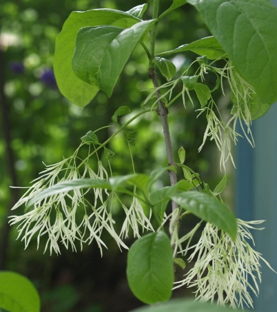 Chionanthus virginicus