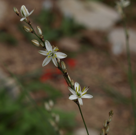 shooting star lily