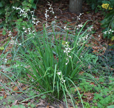 Chlorophytum saundersiae