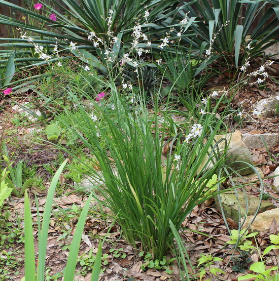 Chlorophytum saundersiae