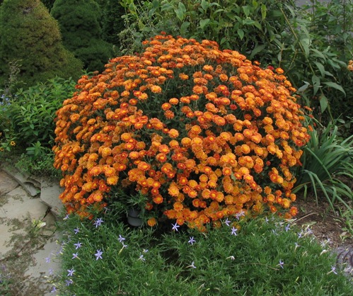 Chrysanthemum hybrids