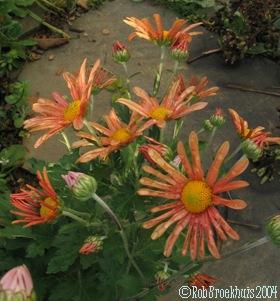 pink daisy mum