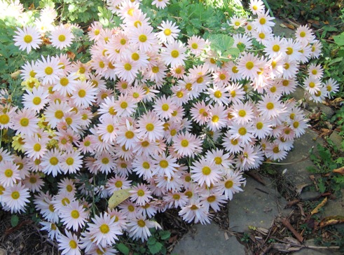 Chrysanthemum koreanum 'Sheffield'