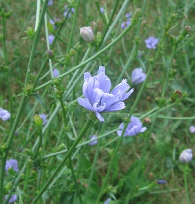 Cichorium intybus