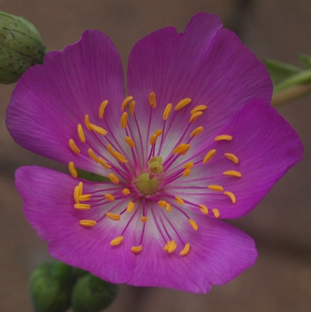 Calandrinia grandiflora