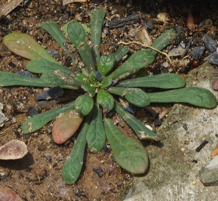 Cistanthe umbellata