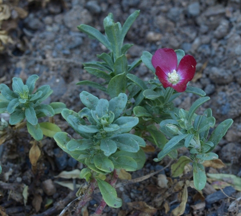 Clarkia tenella