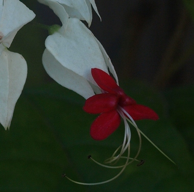 bleeding heart clerodendron