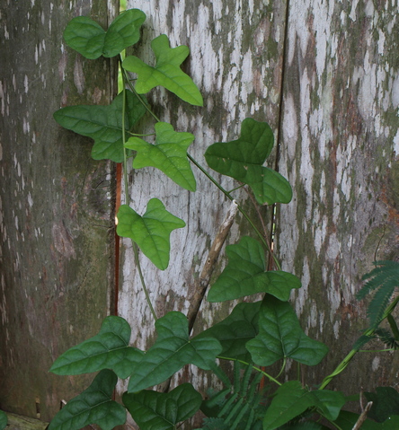 Cocculus carolinus