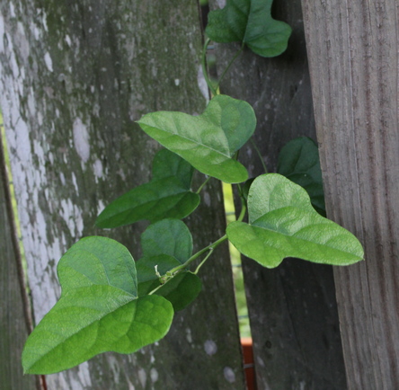 Carolina moonseed; snailseed