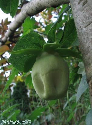 bonnet bellflower