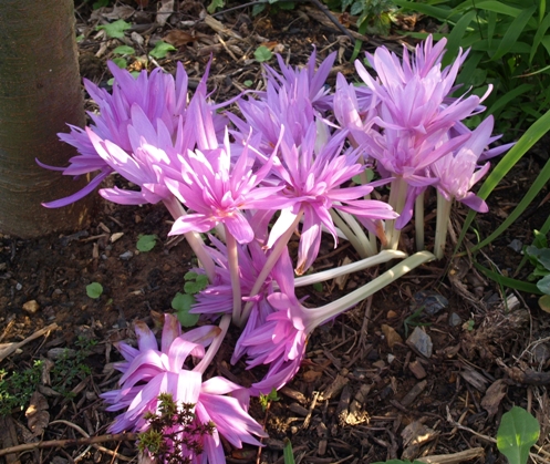 Colchicum 'Waterlily' and 'Giant'