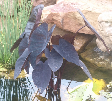 Colocasia 'Black Ripple'