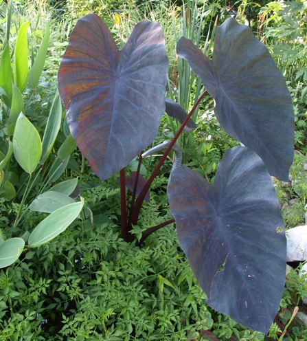 Colocasia esculenta 'Black Ruffles'