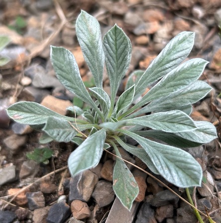 Convolvulus boissieri