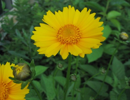 Coreopsis grandiflora 'Early Sunrise'