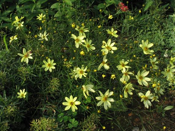 Coreopsis verticillata 'Moonbeam'