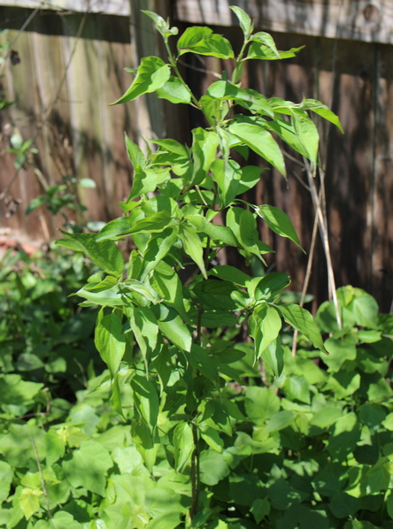 roughleaf dogwood