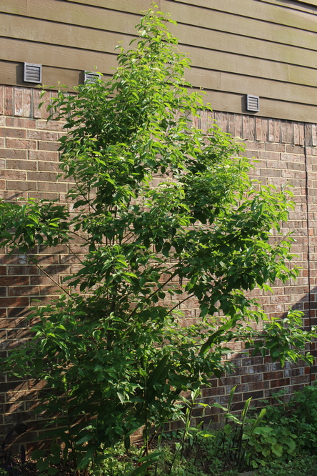 Cornus drummondii